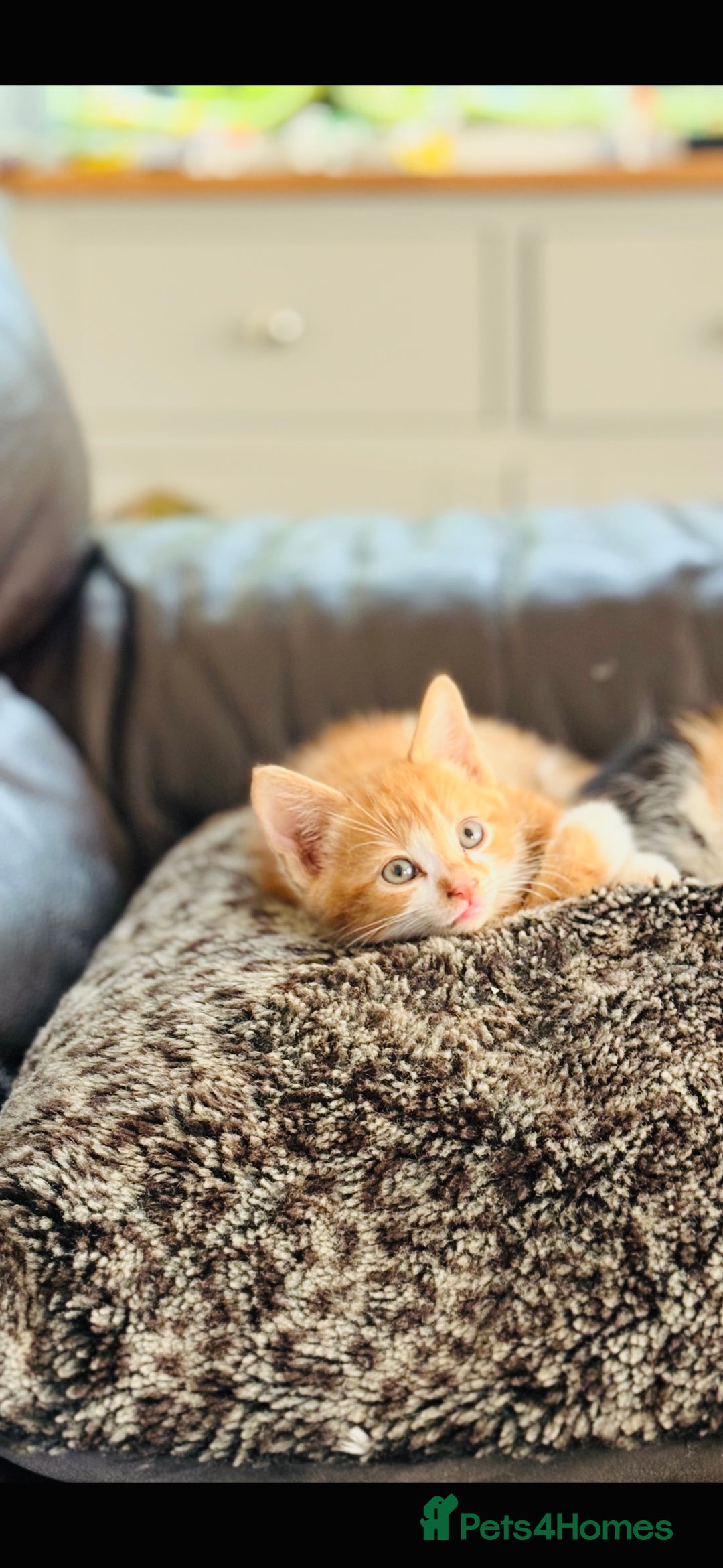 British Shorthair cats for sale: Beautiful kittens full of fun - Image 8