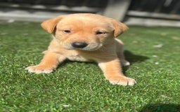 Labrador Retriever dogs for sale: Beautiful top kc line Labrador puppy’s  - Image 14