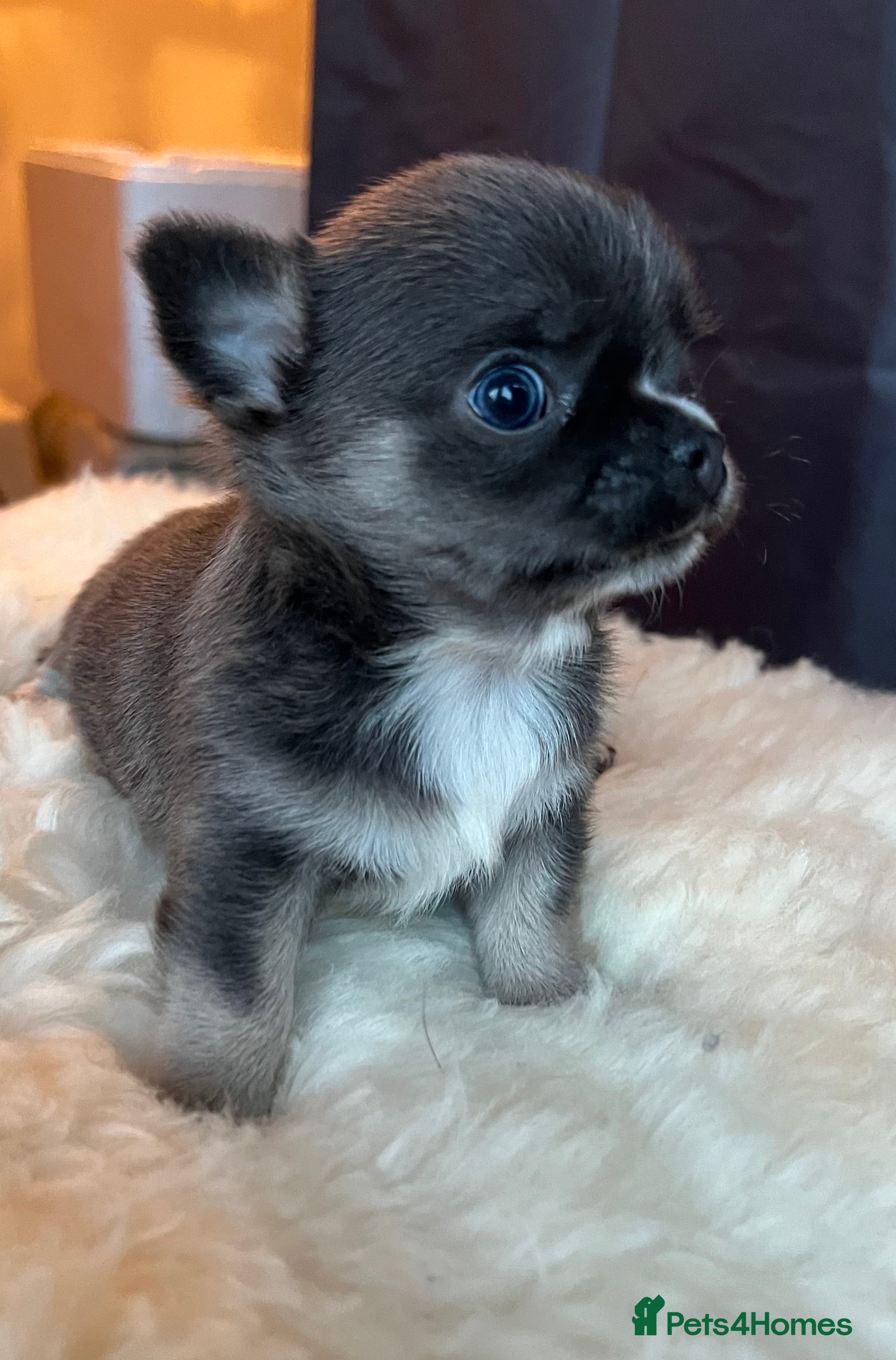 Chihuahua dogs Stunning top quality long haired Chihuahuas - Advert 10