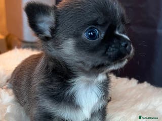 Chihuahua dogs Stunning top quality long haired Chihuahuas - Advert 10