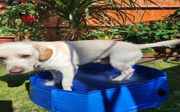 Labrador Retriever dogs for sale: Labrador sadly needs to be rehomed  - Image 3