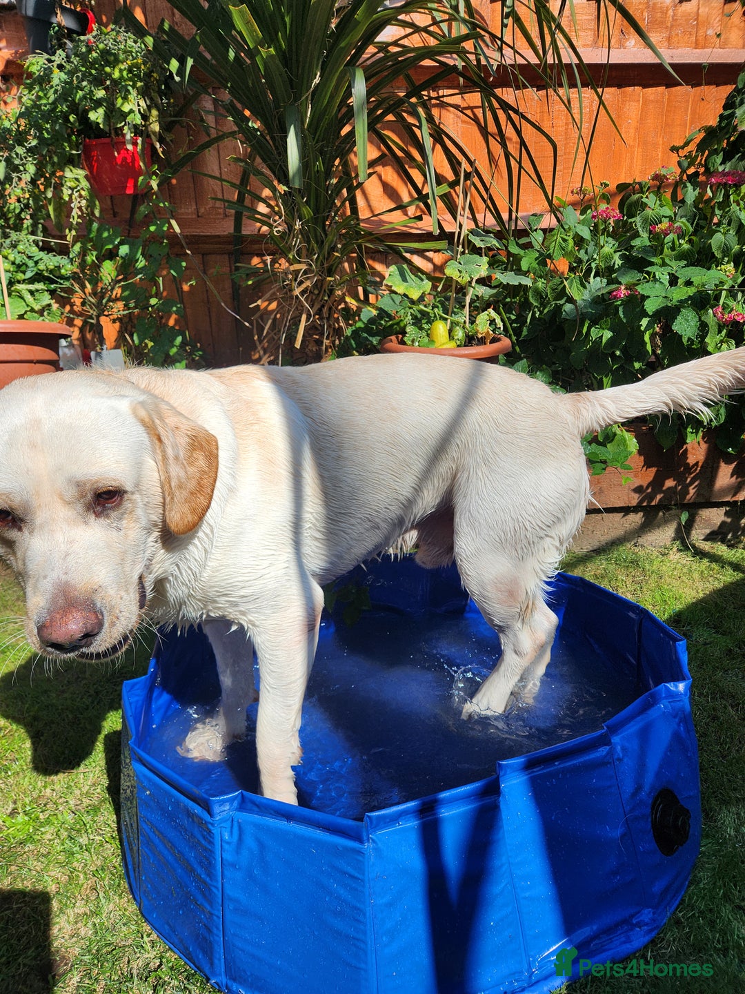 Labrador Retriever dogs for sale: Labrador sadly needs to be rehomed  - Image 3