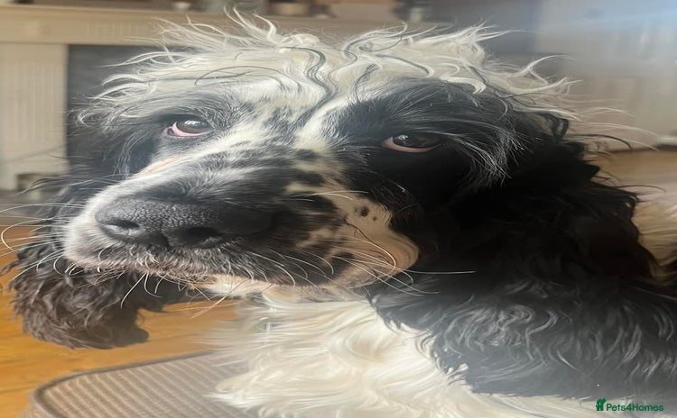 Cocker Spaniel dogs - Advert 8