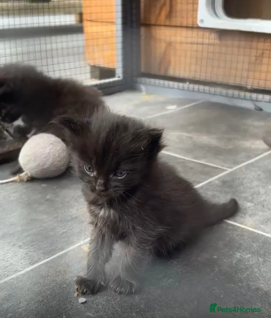 Ragdoll cats for sale: Rag doll cross Maine coon  - Advert 2
