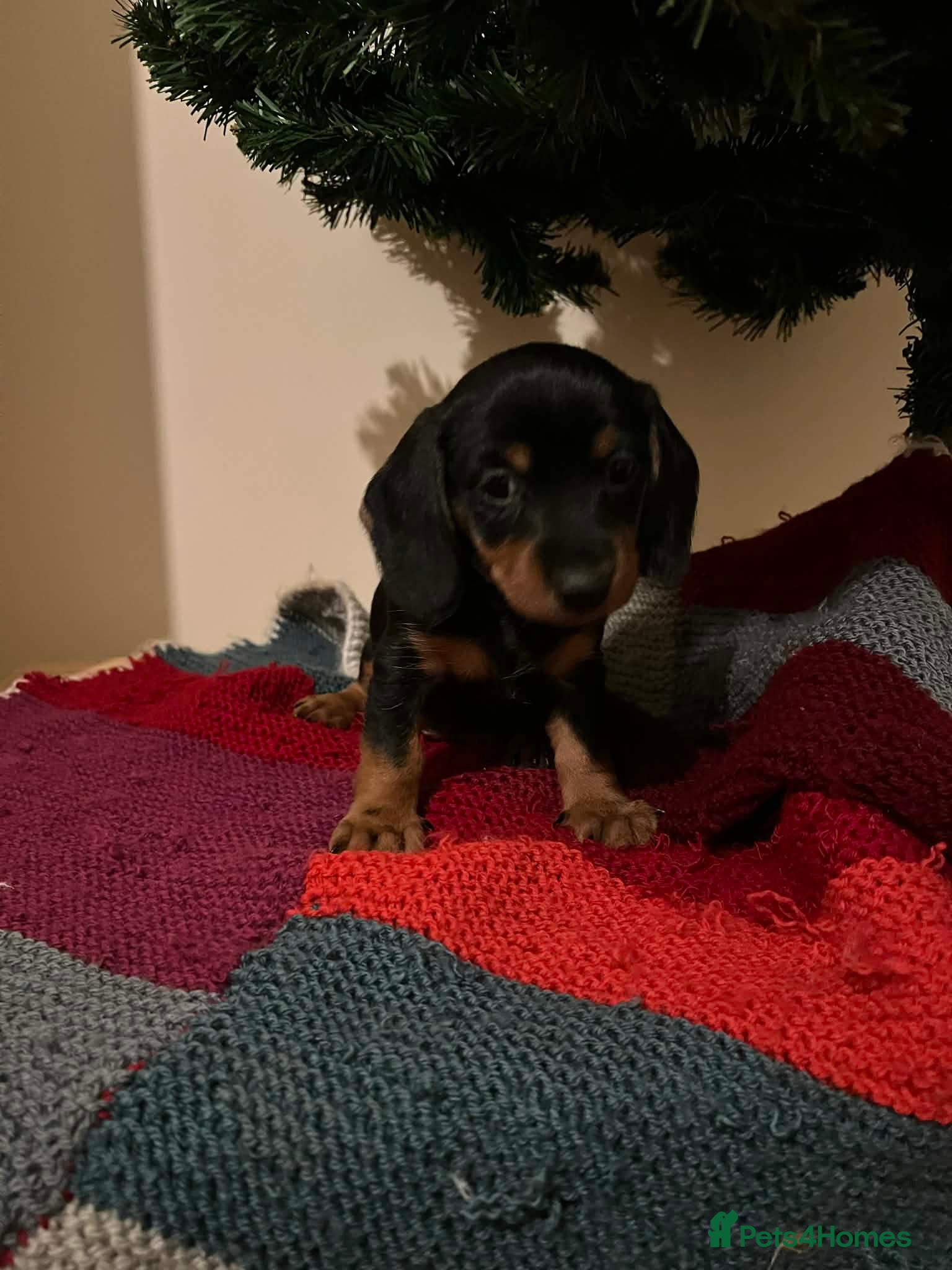 Dachshund dogs 3 dachshund puppies  - Advert 17