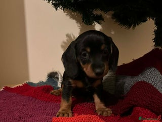 Dachshund dogs 3 dachshund puppies - Advert 14