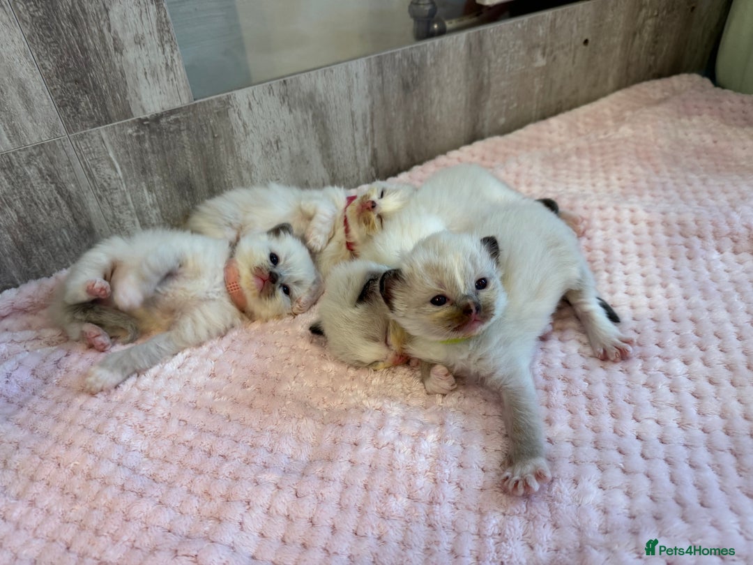 Ragdoll cats for sale: Beautiful Ragdoll Kittens  - Image 10