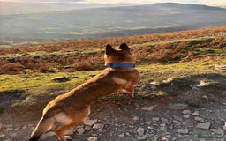 Belgian Shepherd Dog dogs for stud: Belgian malinois for stud  - Image 1