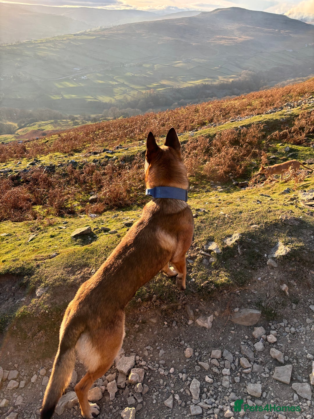 Belgian Shepherd Dog dogs for stud: Belgian malinois for stud  - Image 1