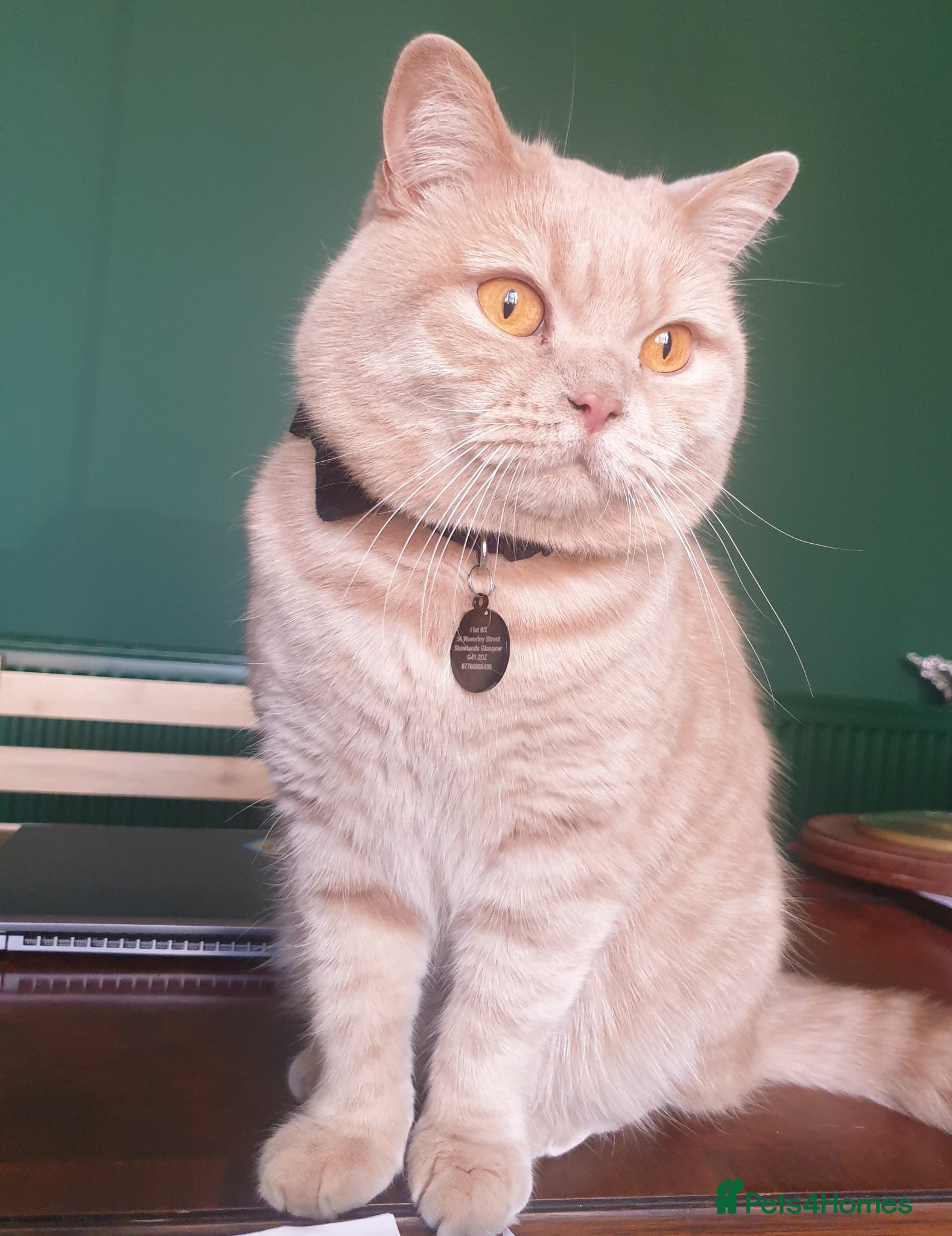 British Shorthair cats for sale: Adorable Cream British Shorthair Lad - Advert 1