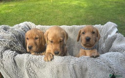 Labrador Retriever dogs for sale: Beautiful litter of KC labrador puppies  - Image 19