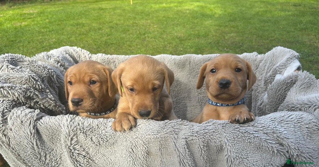 Labrador Retriever dogs for sale: Beautiful litter of KC labrador puppies  - Image 19