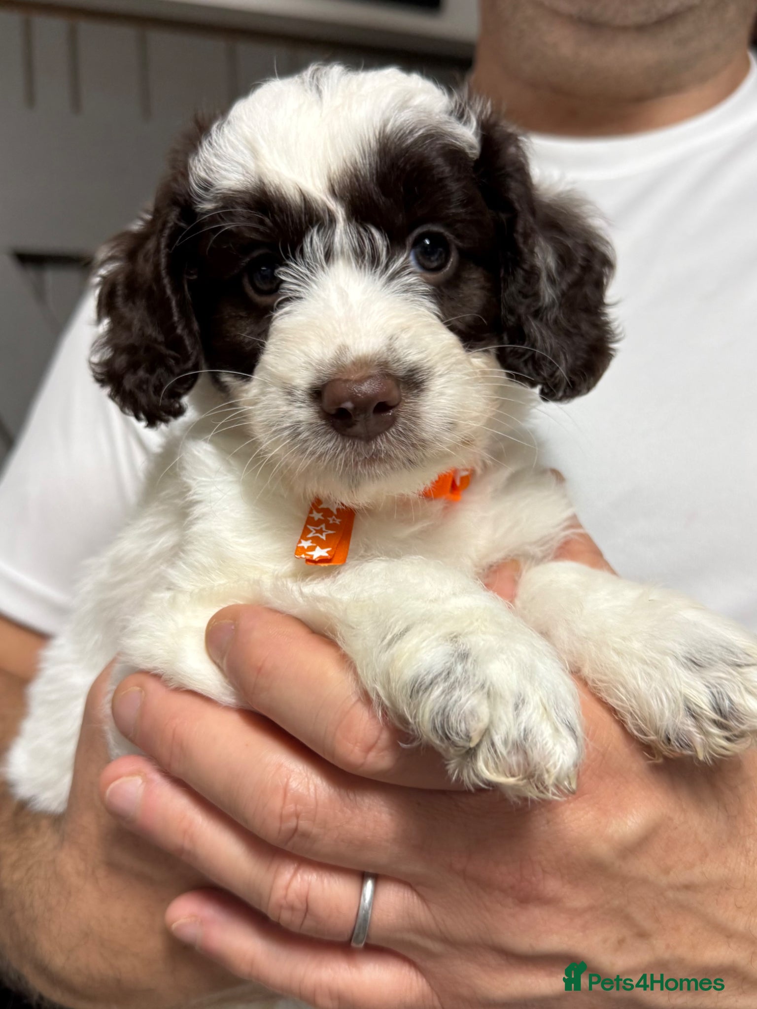 Mixed Breed dogs Miniature Mega Coat Schnockerpoo - Advert 2