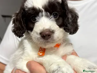 Mixed Breed dogs Miniature Mega Coat Schnockerpoo - Advert 2