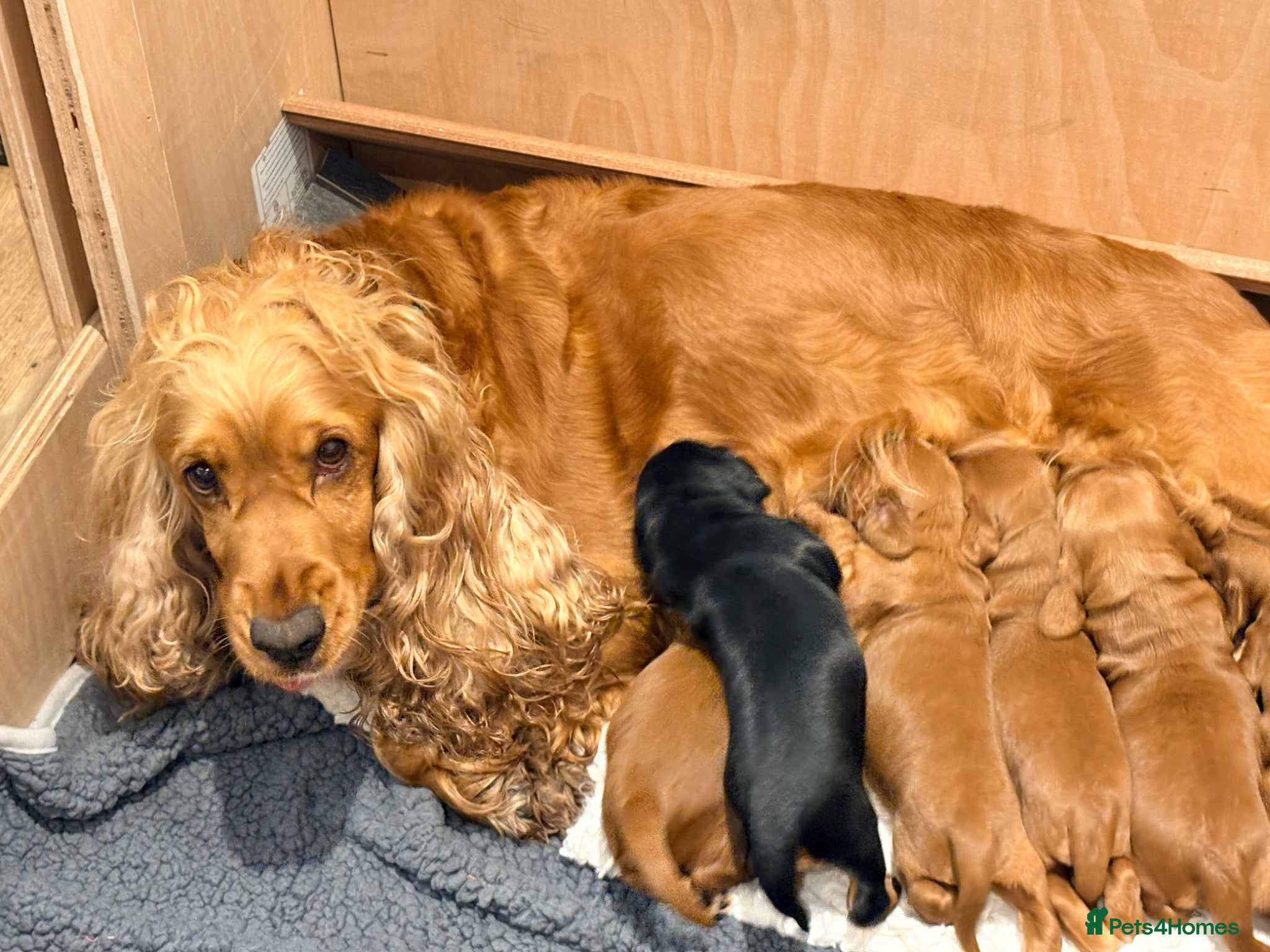 Cocker Spaniel dogs Lovely litter by our gorgeous cockerspanial Milly - Advert 1