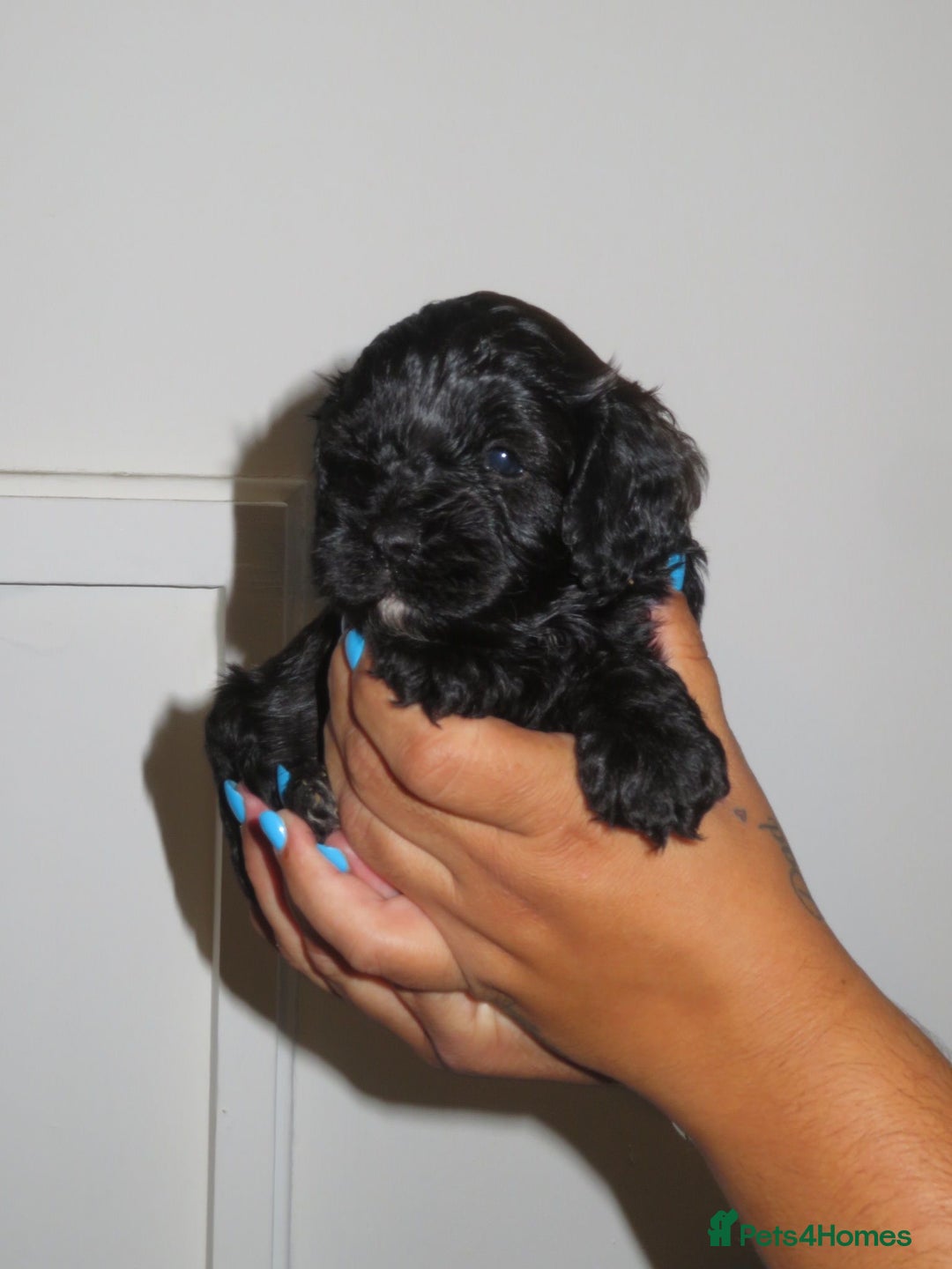 Cavapoo dogs for sale: 6 gorgeous extensively health tested cavapoo’s - Image 14