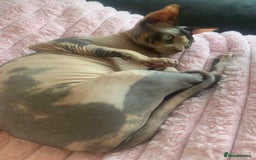 Sphynx cats for sale: 5 Canadian Sphynx kittens available  - Image 13