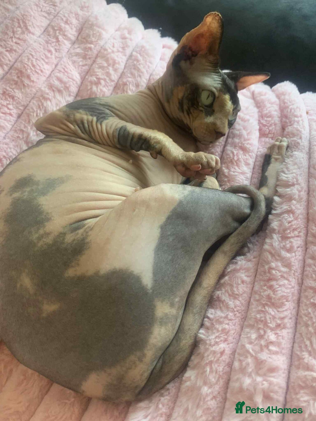 Sphynx cats for sale: 5 Canadian Sphynx kittens available  - Image 13