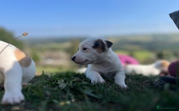 Jack Russell dogs for sale: Miniature Jack Russell terrier puppies  - Image 3