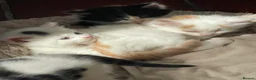 Mixed Breed cats for sale: Beautiful long hair kittens  - Advert 17