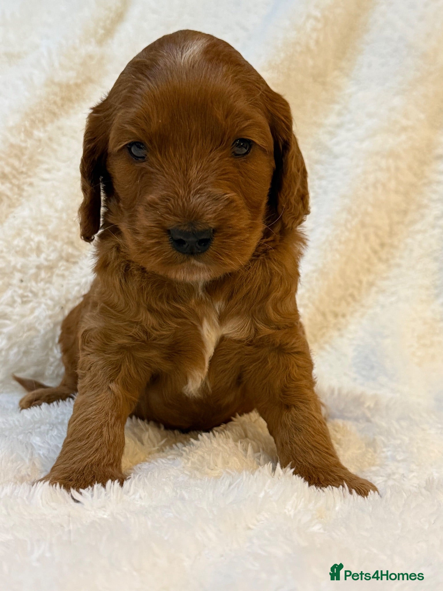 Cockapoo dogs Red F1 Cockapoo Girl - Advert 2