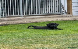 Labrador Retriever dogs for sale: Working Labrador pups for sale  - Image 1