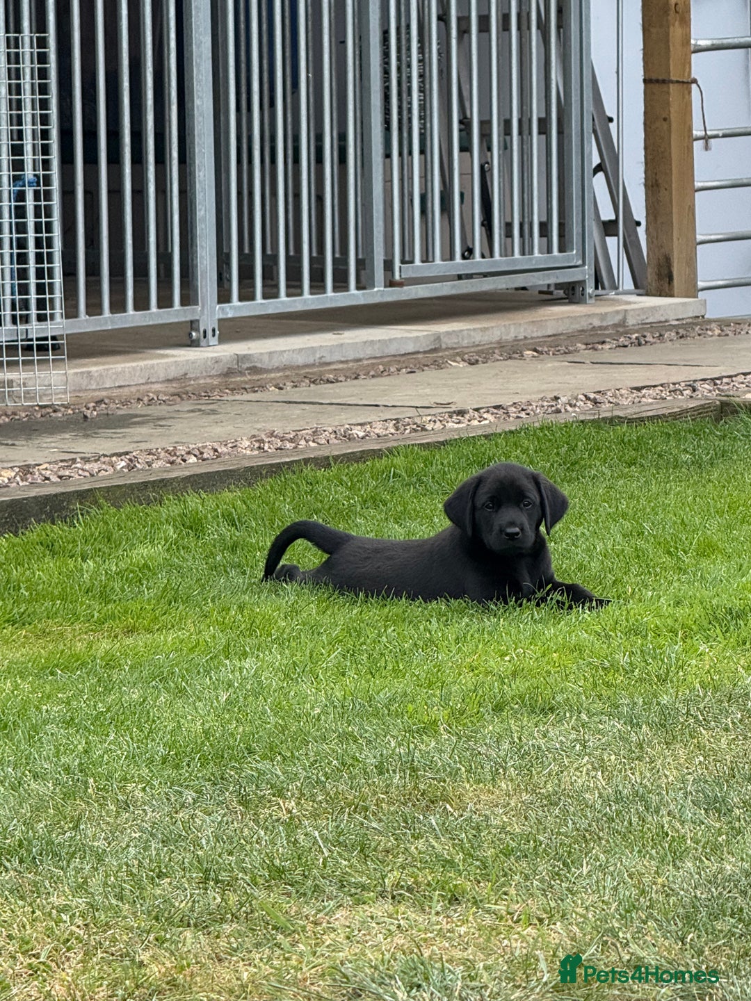 Labrador Retriever dogs for sale: Working Labrador pups for sale  - Image 1