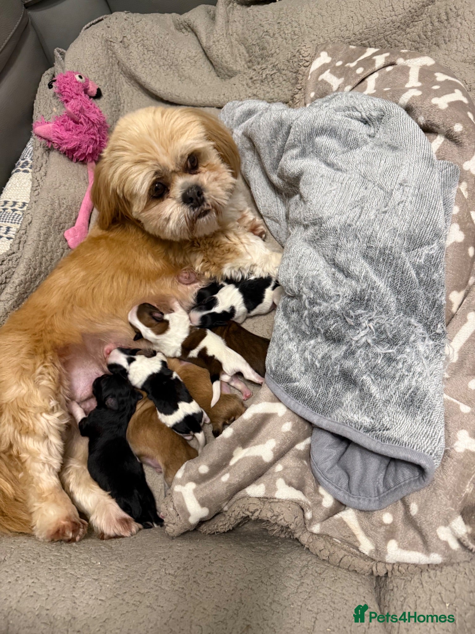 Lhasa Apso dogs Gorgeous Lhasa Apso KC registered  - Advert 1