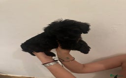 Yorkiepoo dogs for sale: 5 Beautiful F1 Yorkiepoo’s - Image 24