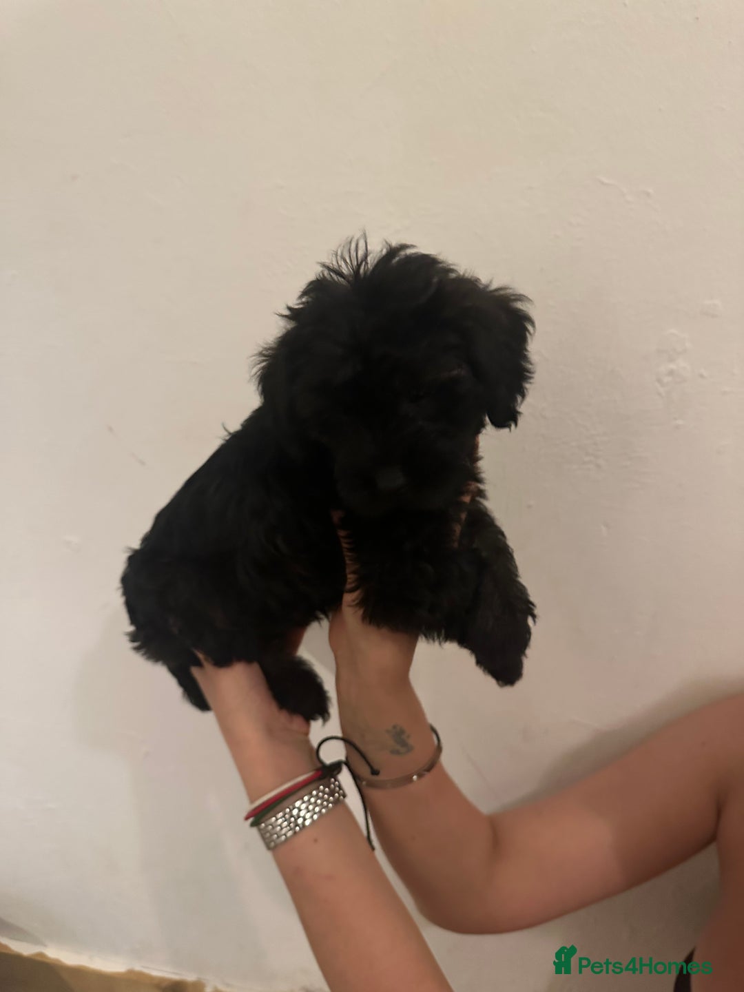 Yorkiepoo dogs for sale: 5 Beautiful F1 Yorkiepoo’s - Image 24