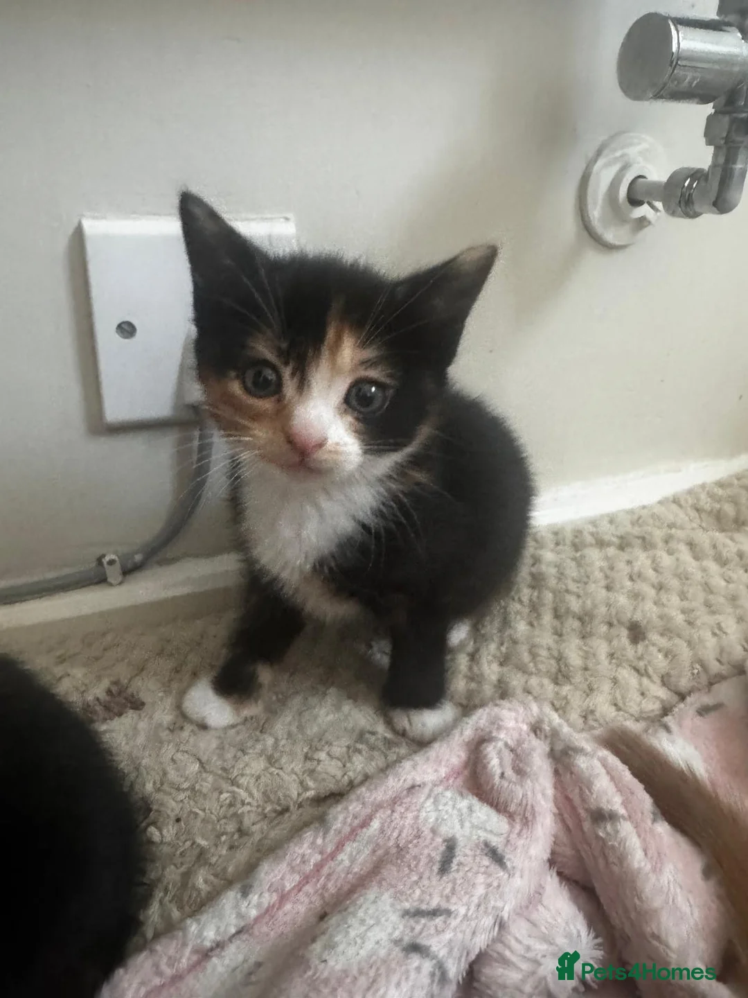 Mixed Breed cats for sale: 2 beautiful Kittens  - Advert 2