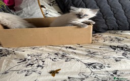 Ragdoll cats for sale: Adorable Ragdoll baby’s  - Image 27