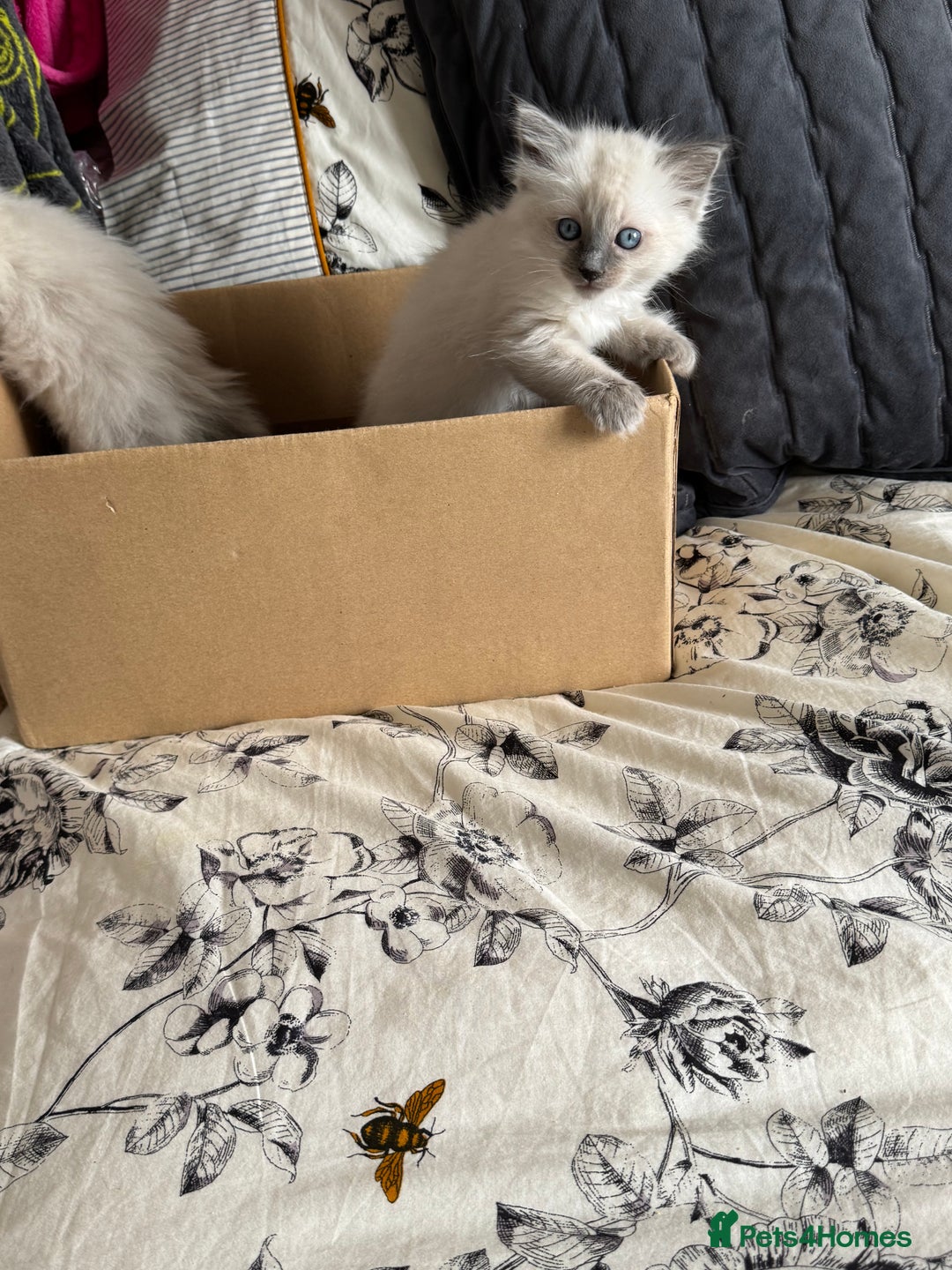 Ragdoll cats for sale: Adorable Ragdoll baby’s  - Image 27