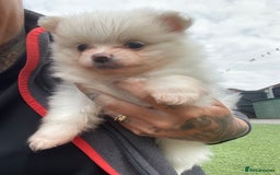 Pomeranian dogs for sale: Pomeranian puppies for sale  - Image 2
