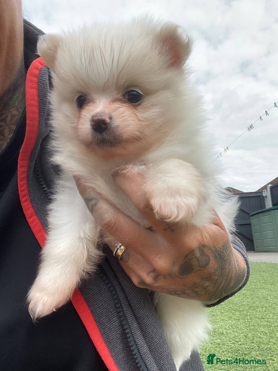 Pomeranian dogs for sale: Pomeranian puppies for sale  - Image 2