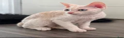 Devon Rex cats for sale: Gorgeous Devon Rex Kitten - Advert 4