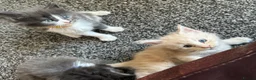 Maine Coon cats for sale: Maine coon kittens  - Advert 5