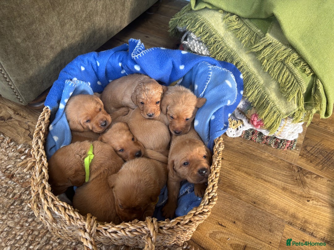 Labrador Retriever dogs for sale: Gorgeous Red Labrador Pups - Image 13