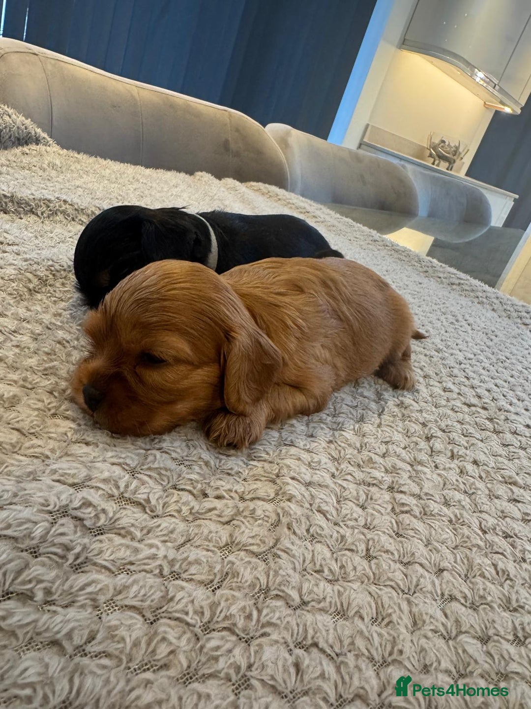 Cavalier King Charles Spaniel dogs for sale: 🐶5 generation kc registered tiny cavalier🐶 - Image 9