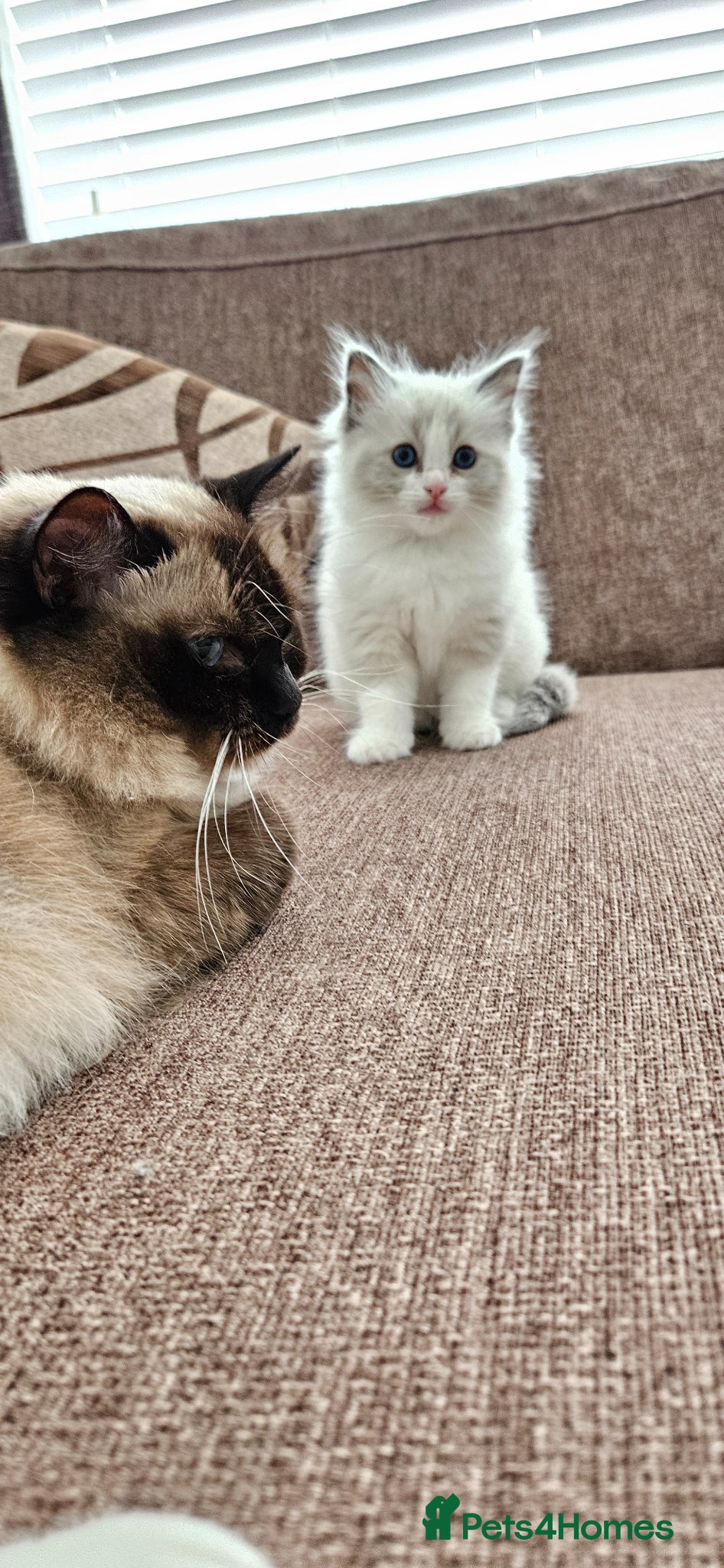 Ragdoll cats for sale: Stunning Ragdoll kittens.  - Advert 3