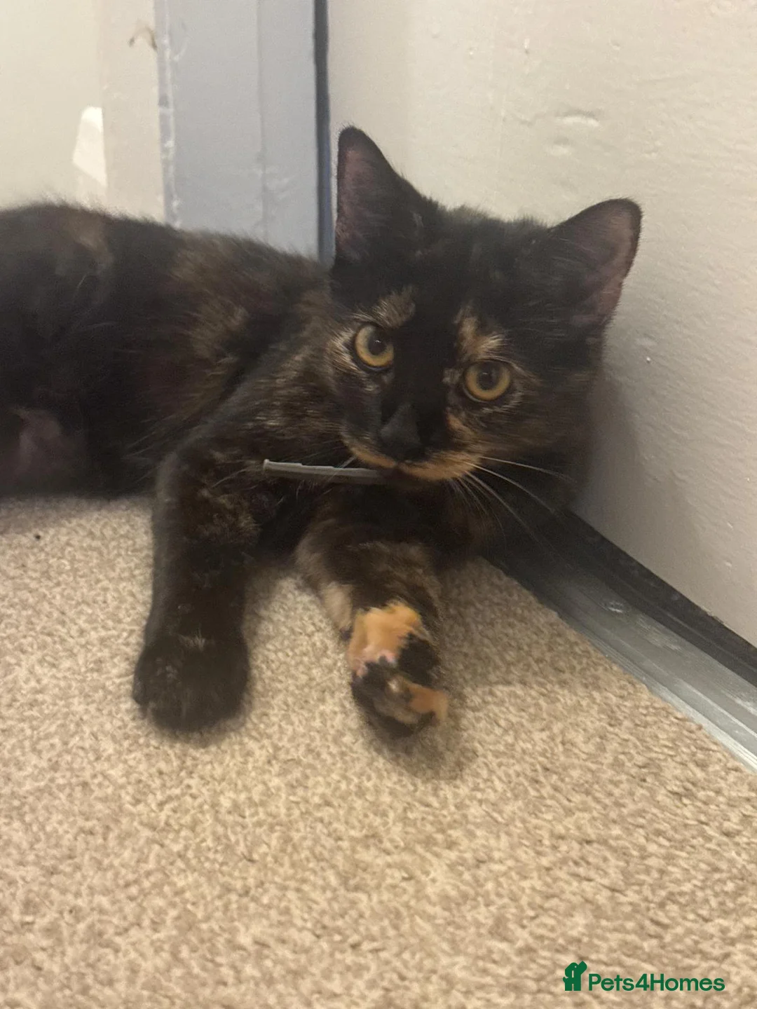 Mixed Breed cats for sale: 2 cats 1 male and 1 female  in Spalding - Advert 3