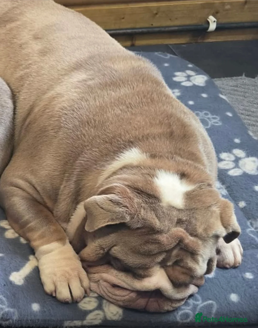 English Bulldog dogs for sale: English bulldog  - Advert 1