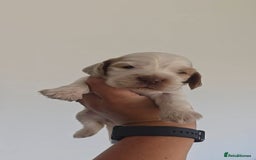 Cocker Spaniel dogs for sale: Kc registered health tested SHOW cocker spainel  - Image 26