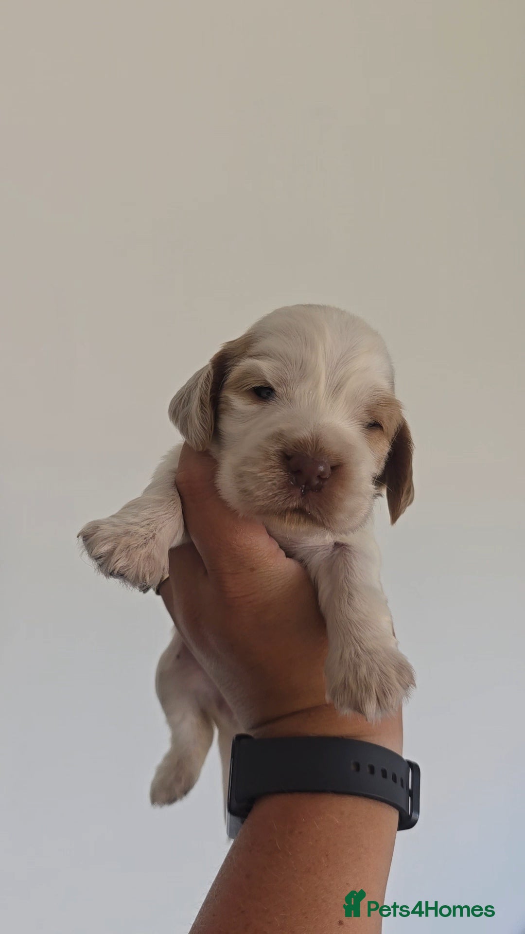 Cocker Spaniel dogs for sale: Kc registered health tested SHOW cocker spainel  - Image 26