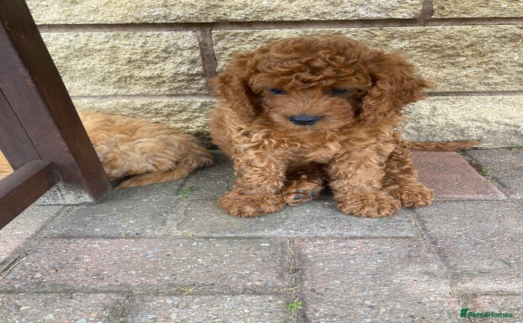 Cavapoo dogs - Advert 14