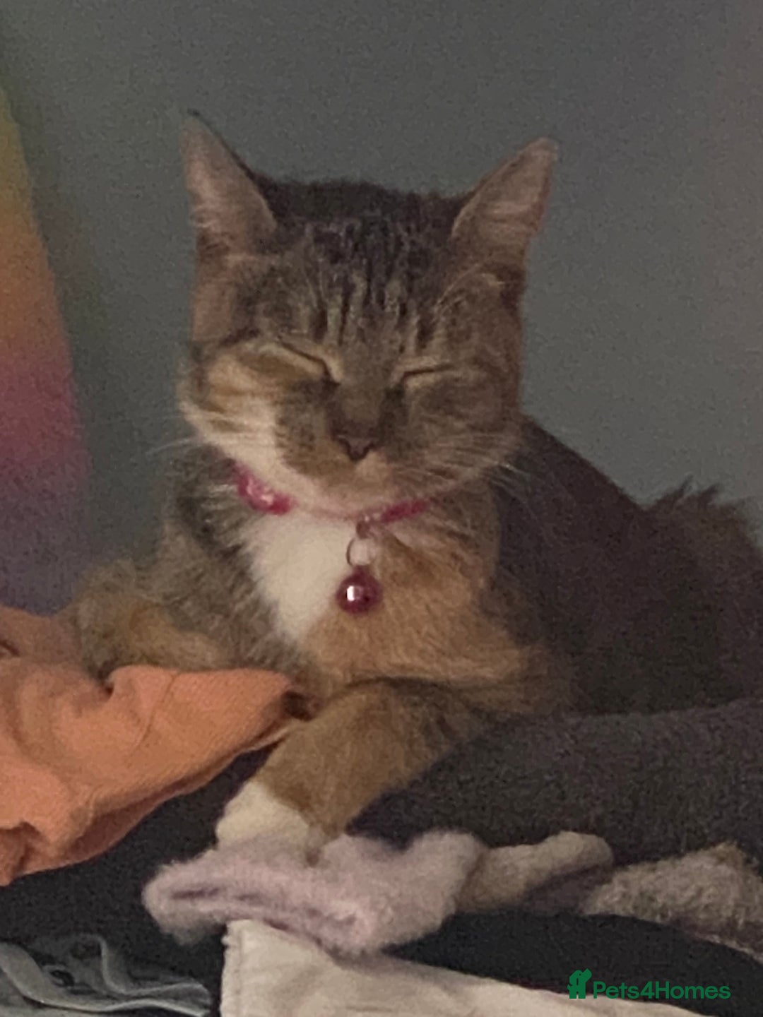 Bengal cats for sale: Adorable little kittens  - Advert 1