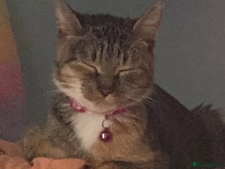 Bengal cats Adorable little kittens - Advert 13