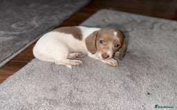 Dachshund dogs for sale: Miniature Dachshund REDUCED  - Image 10