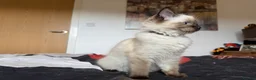 Ragdoll cats for sale: Ragdoll Kittens for Sale - Advert 11