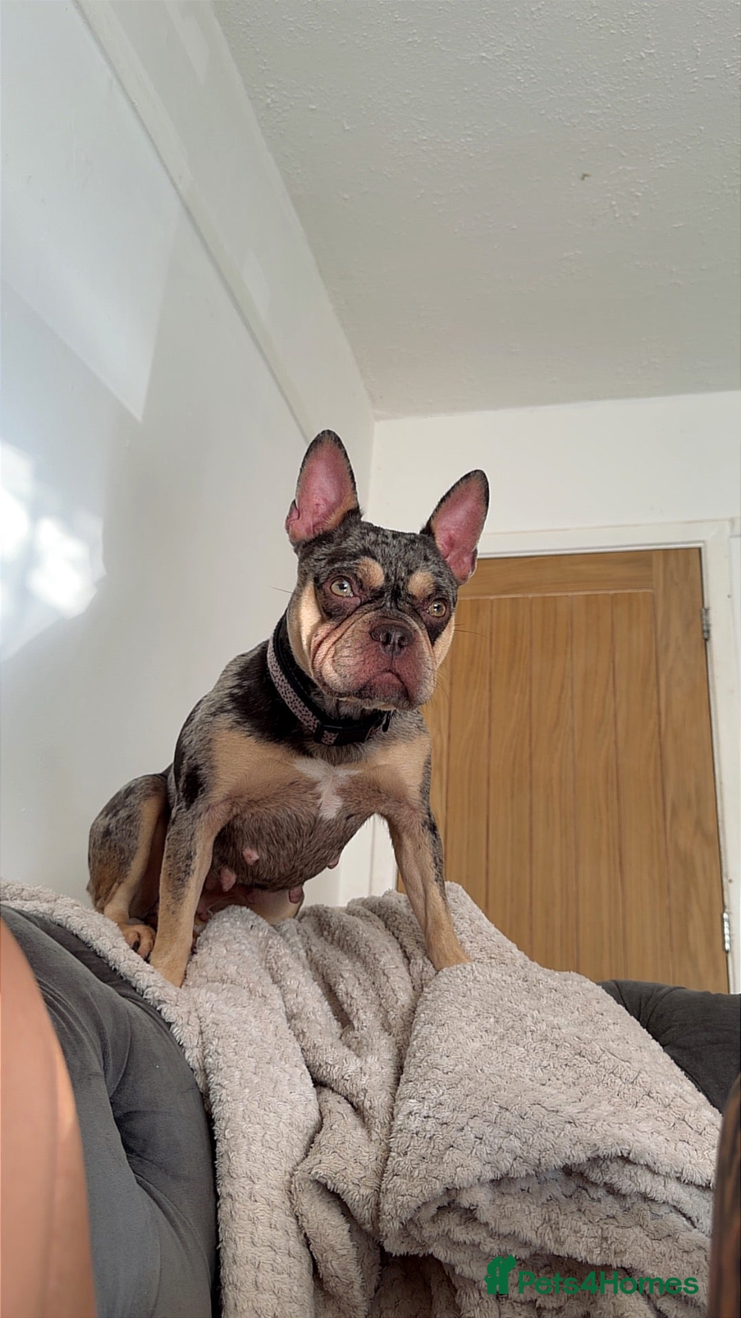 French Bulldog dogs FEMALE FRENCH BULLDOG - Advert 6